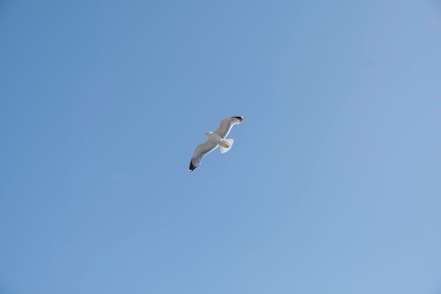 A lonely seagull flies over the blue sky Seagull hunting fish over the sea