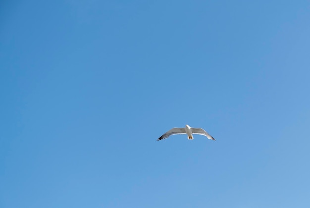 A lonely seagull flies over the blue sky Seagull hunting fish over the sea