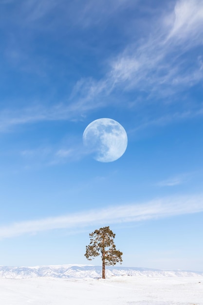 Lonely spruce against the backdrop of mountains Winter minimalist lunar landscape