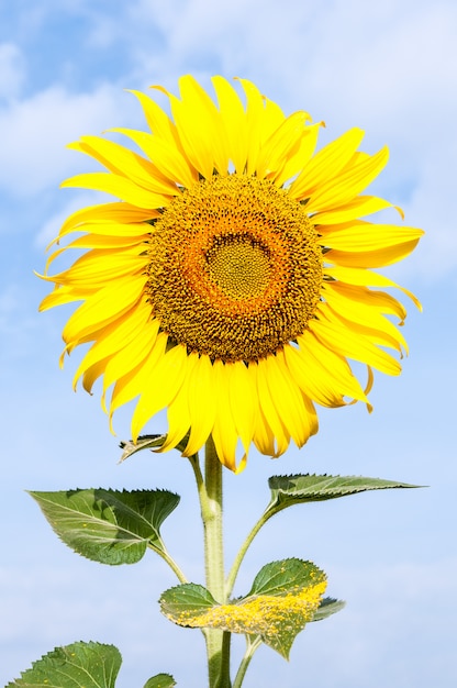 Lonely sunflower