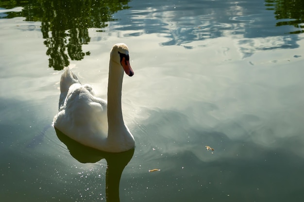 A lonely swan swims on the lake