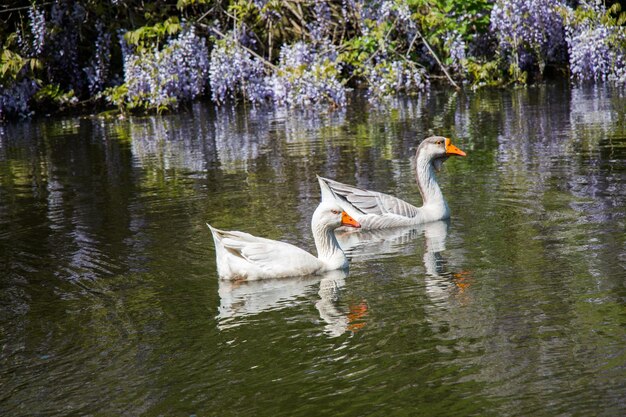 Lonely swans live in the pond