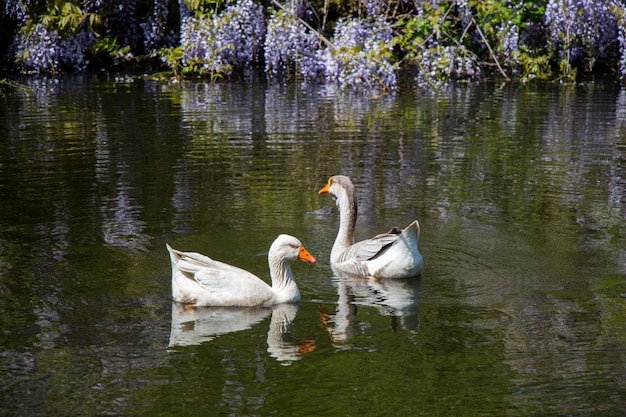 Lonely swans live in the pond