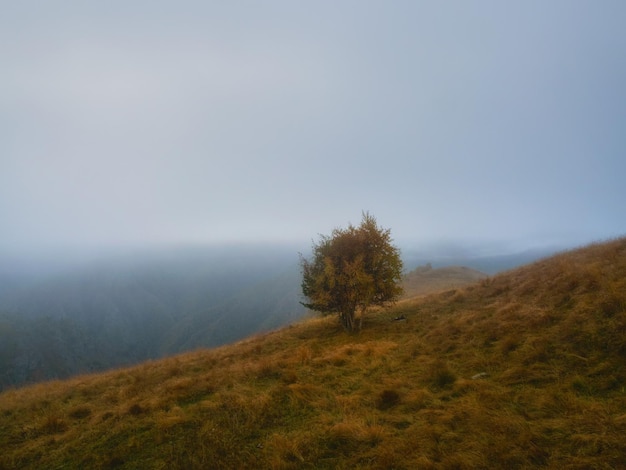 Lonely tree against foggy mountain slope in dusk Dark landscape in highland valley under cloudy sky in morning time Dark foggy scenery with one tree