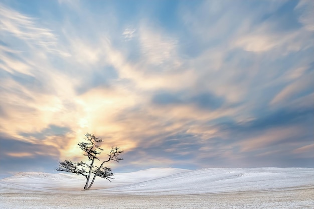 Lonely tree on the background of the sunset Winter snowy landscape Minimalism style