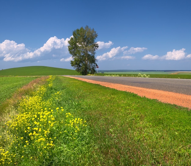 Lonely tree beside the road on the background of the summer sky and green meadows