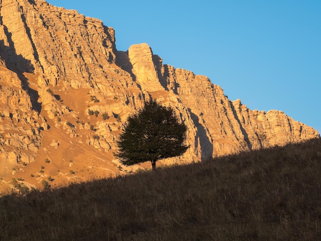 Lonely tree on a cliff the rock early morning Green tree growing on top of the rock Highaltitude plateau Contrasting view with deep shadows