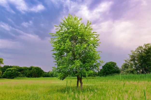 Lonely tree in a field at sunset. Summer season