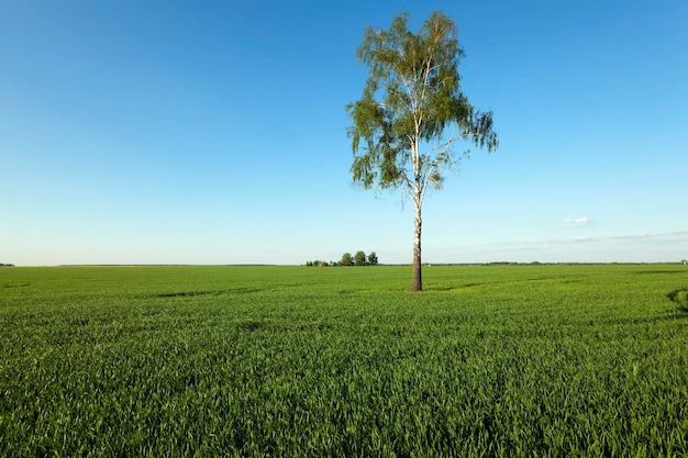 Lonely tree growing on agricultural field. Belarus