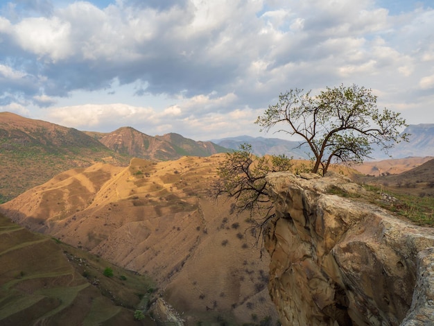 Lonely tree growing on top of the cliff. Green tree growing on top of the rock. Dramatic alpine scenery with high mountain valley in sunlight and in shadow under cloudy sky.