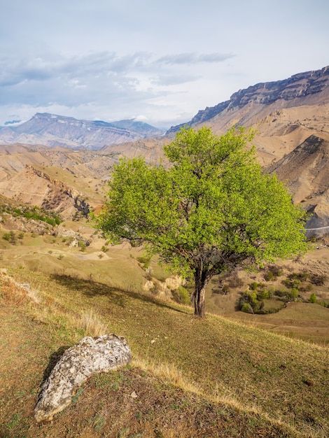 Lonely tree growing on top of the rock. High-altitude pasture in spring. Vertical view.