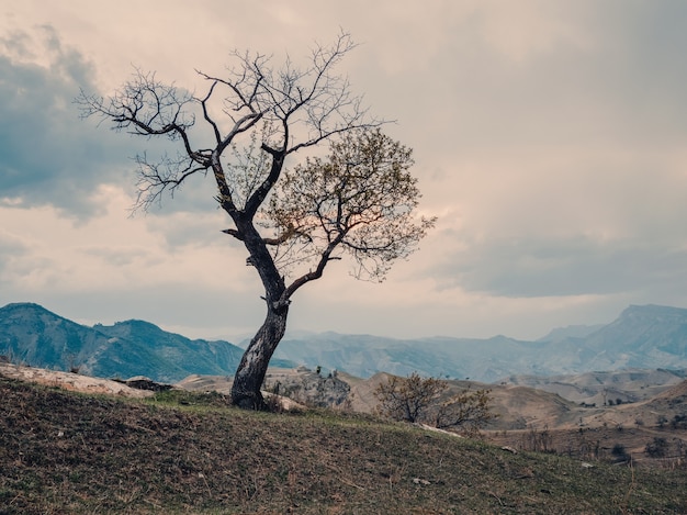 lonely tree growing on top of the rock. 