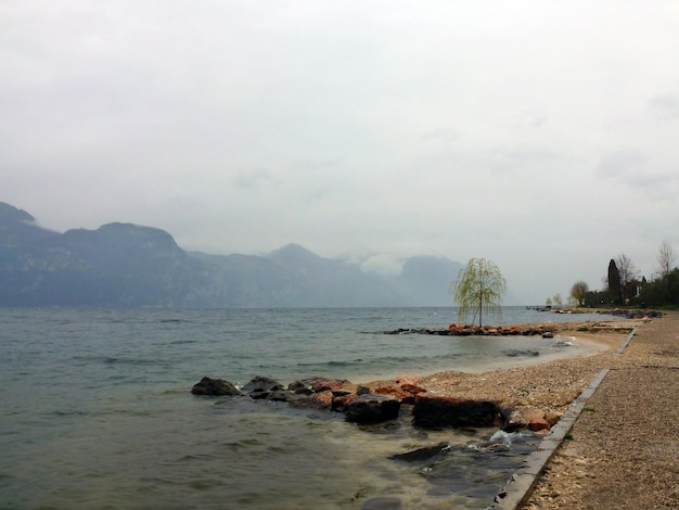 A lonely tree grows on a rocky sea embankment In the distance you can see the mountains