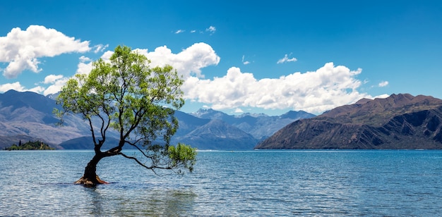 lonely tree in lake in Wanaka, New Zealand