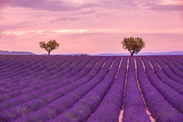 Lonely tree lavender field. Idyllic spring summer landscape under twilight sky. Tranquility nature