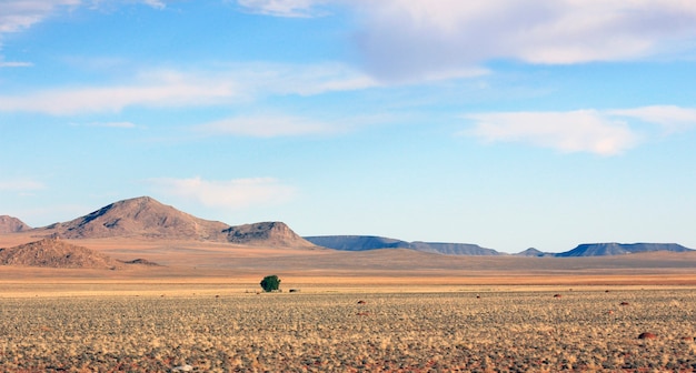 Lonely  tree in the middle of nowhere