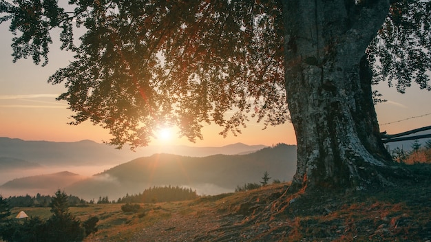 Lonely tree in mountains at sunset