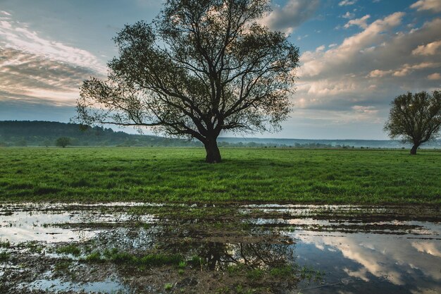 Lonely tree in the rice field with reflection in water Big tree in a green field at sunset Beautif