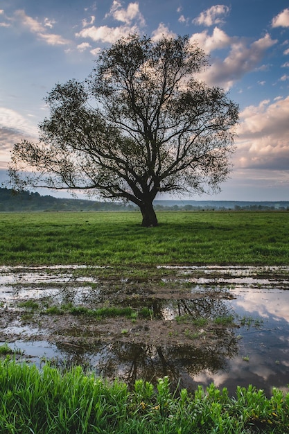 Lonely tree in the rice field with reflection in water Big tree in a green field at sunset Beautif