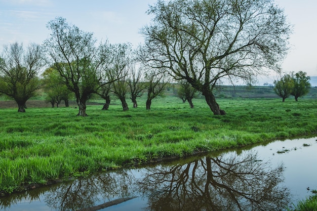 Lonely tree in the rice field with reflection in water Big tree in a green field at sunset Beautif