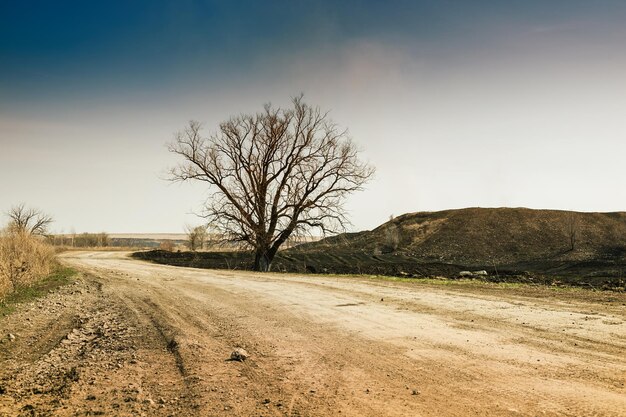 Photo lonely tree on the road. desert landscape. vintage effect