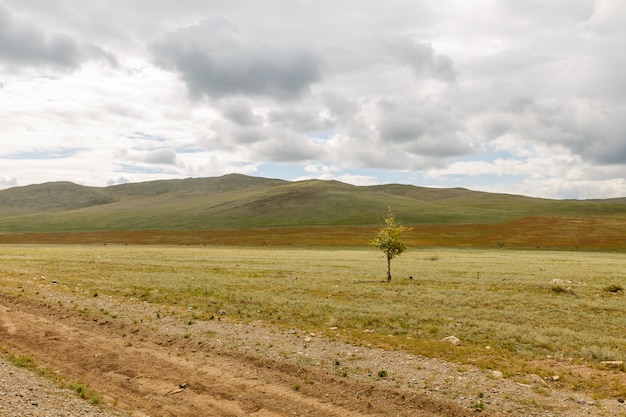 Lonely tree in the steppe