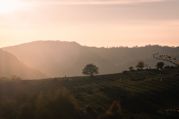 Lonely tree in the sunset light