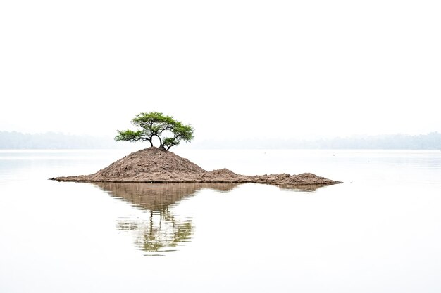 Photo lonely tree on a tiny island in a still lake