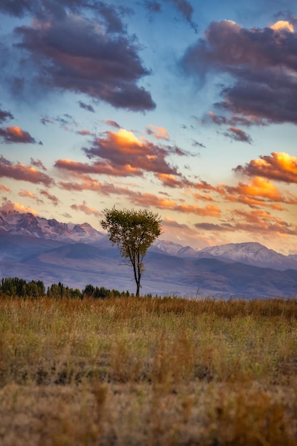 Lonely tree view and colorful sunset in Kyrgyzstan