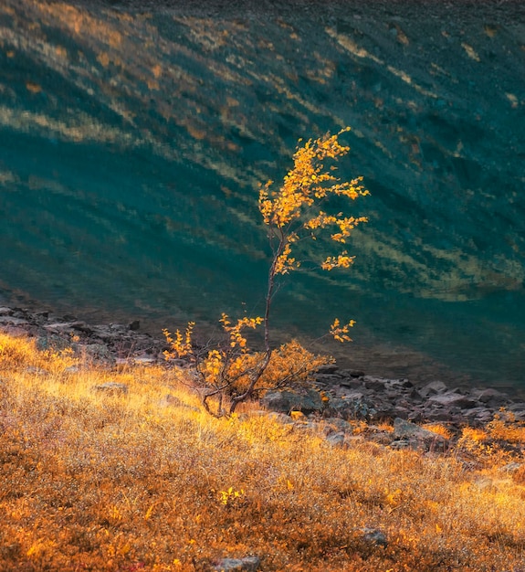 A lonely tree with yellow leaves is reflected in the water of lake Autumn sun landscape