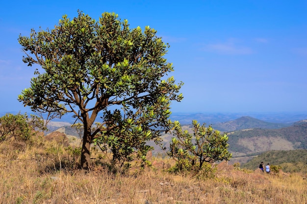 Lonely Tree