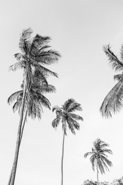 Lonely tropical exotic coconut palm trees against blue sky. Neutral black and white. Summer and travel concept on Phuket