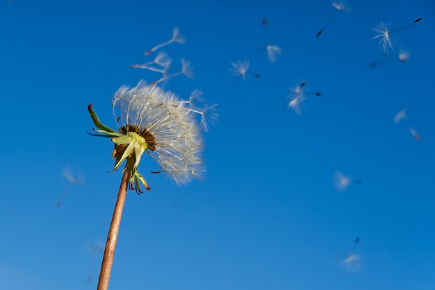 Lonely white dandelion on a blue sky as a symbol of rebirth or the beginning of a new life. ecology concept.