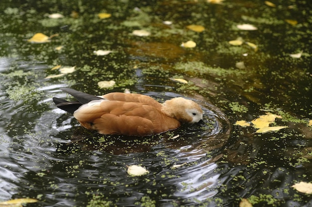 Lonely wild duck swimming in lake Waterfowl swimming fast on water