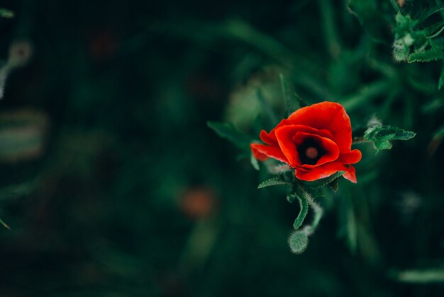 Lonely wild poppy flower in green grass top view. soft focus.