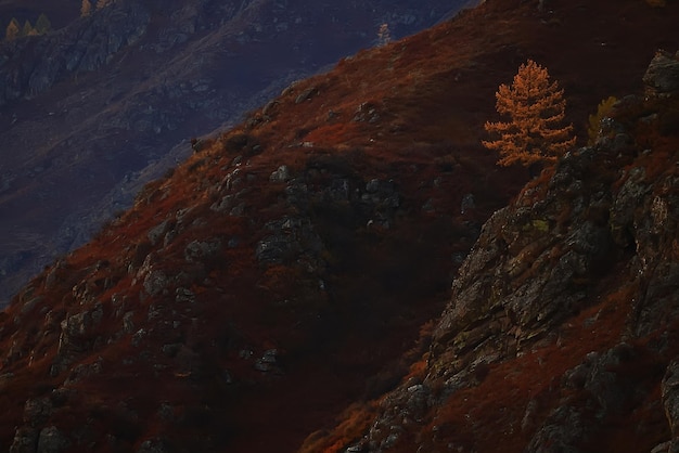 lonely yellow larch, tree autumn mountain landscape