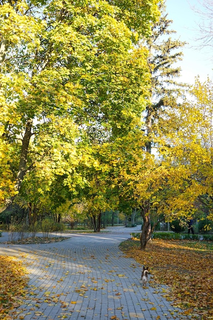 Long alley in the autumn park Alley in the autumn park