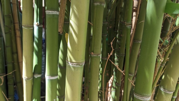 Long bamboo trunks sprout in a public mini park in Lisbon