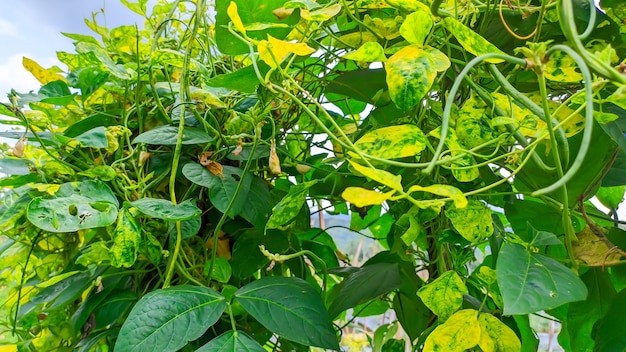 Long bean green leaf vegetable plant or Latin name sesquipedalis