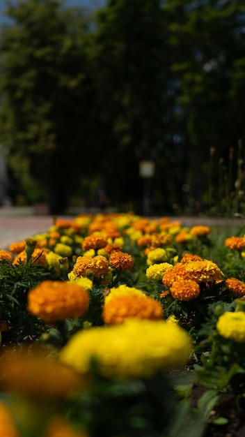 A long bed of growing marigolds in the park