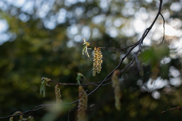 Long Catkins of Alder or Birch Tree Against Spring Sun Rays