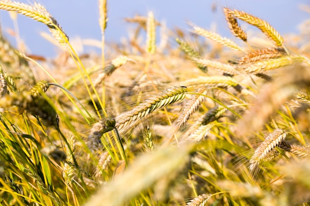 Long cereal spikelets