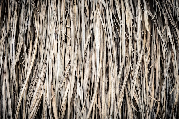 Long dry thin grass agriculture harvest pile of hay straw Texture detail Association brittle lifeless damage diseased hair Thatched background wallpaper Shades of gray brown more tone in stock