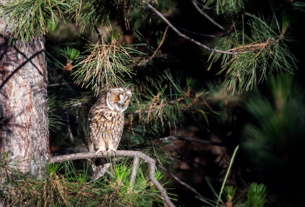 Long eared owl in the forest