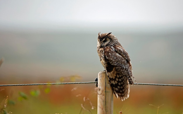 Long eared owl perched on a fence post preening after a shower of rain