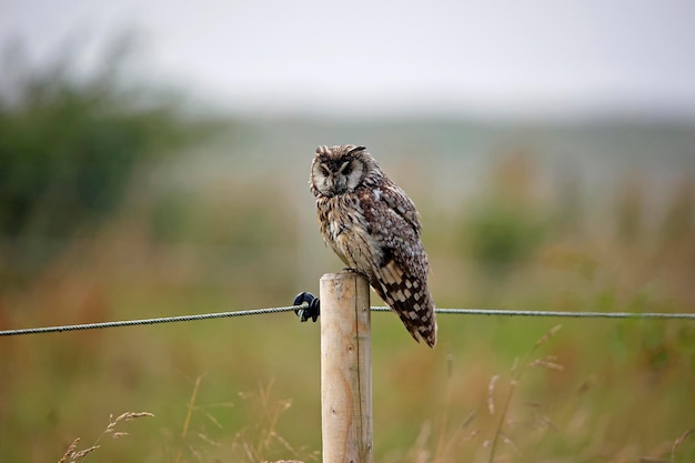 Long eared owl perched on a fence post preening after a shower of rain