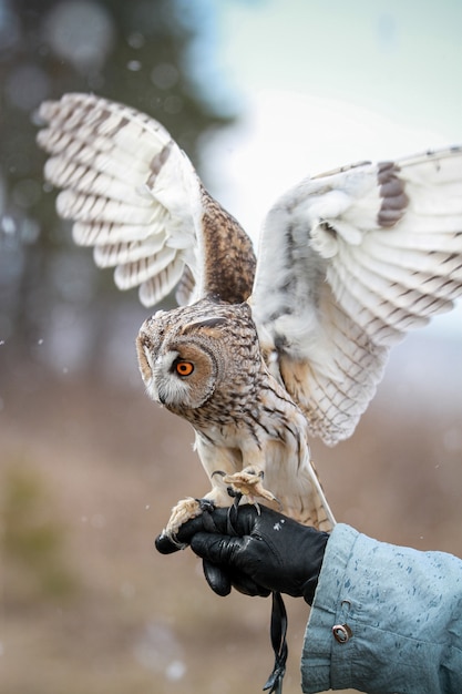 Long-eared owl rendered in field to fly and hunt