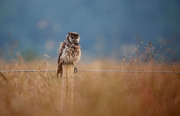 Long eared owl sat on a post