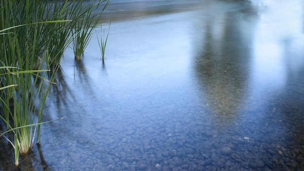 Long exposure photo of a river with green reeds