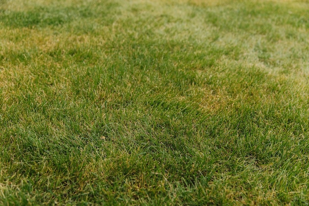 Long fresh green grass texture background view of grass garden concept for green flooring